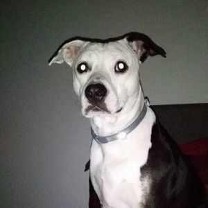 Meet your Posher, Thomas